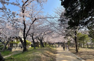 桜　満開