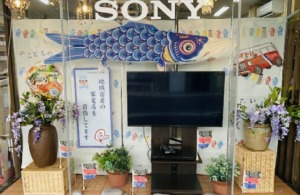 [端午の節句]こいのぼり、始めました！